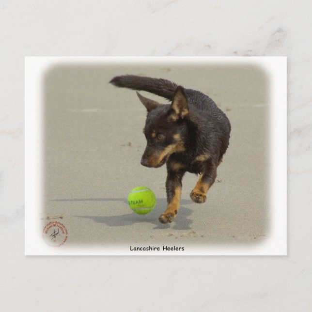 Carte Postale Lancashire Heeler 9R056D-248 (Devant)