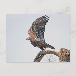 Carte Postale Lancement de l'aigle à tête blanche juvénile