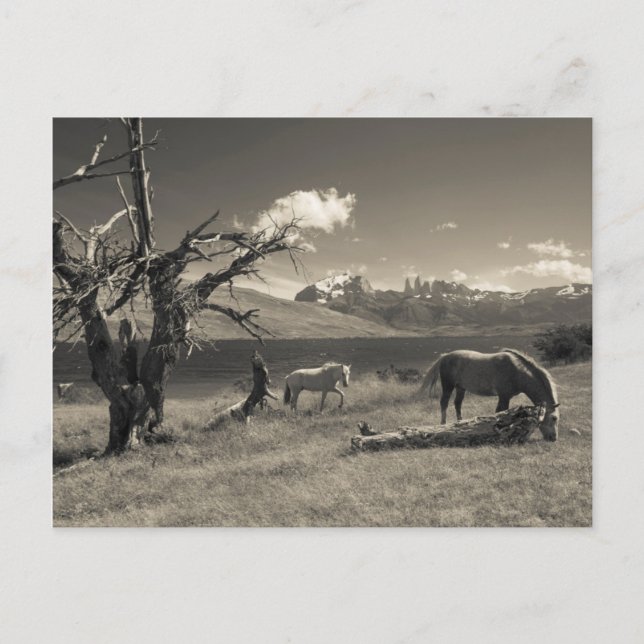 Carte Postale Landscape with horses (Devant)