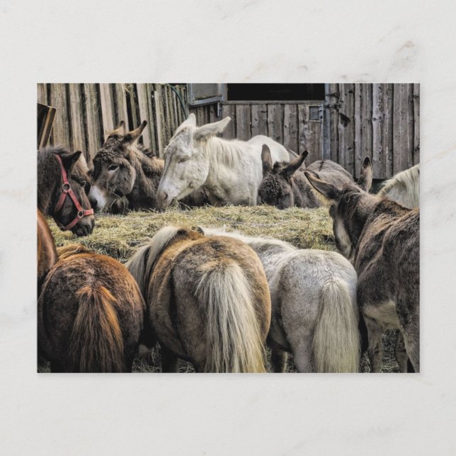 Carte Postale L'âne de la table ronde (Devant)