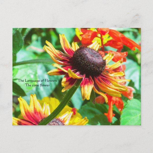 Carte Postale Langage des fleurs la coneflower (Devant)