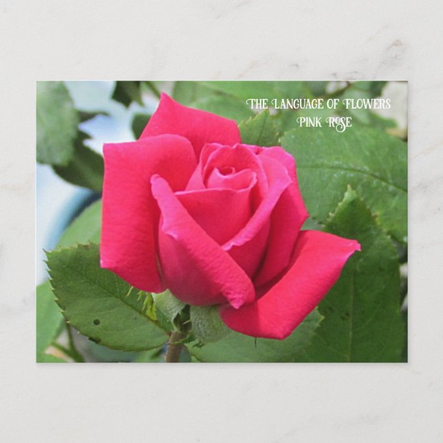 Carte Postale Langage des Fleurs Rose Rose (Devant)