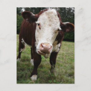 Carte Postale Langue d'arrachage de vache