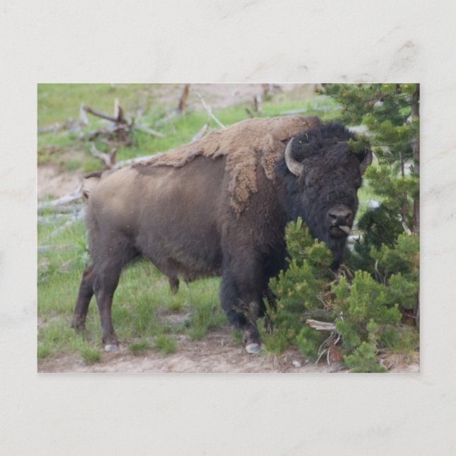 Carte Postale Langue d'arrachage du bison (Devant)
