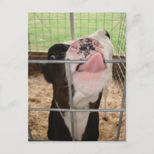 Carte Postale Langue de la vache