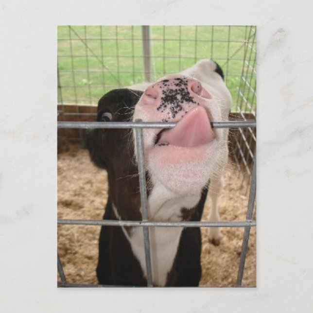 Carte Postale Langue de la vache (Devant)