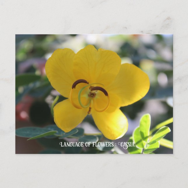 Carte Postale Langue des fleurs : Cassia (Devant)