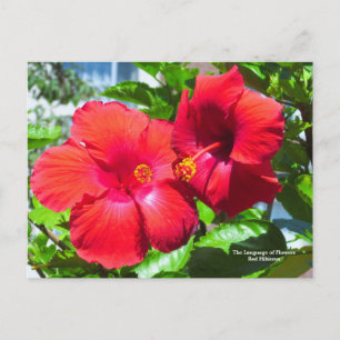 Carte Postale Langue des fleurs Hibiscus rouge