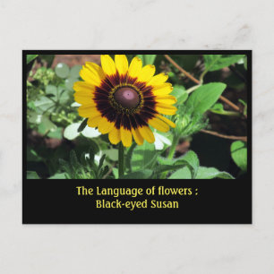 Carte Postale Langue des fleurs : Susan à oeil noir