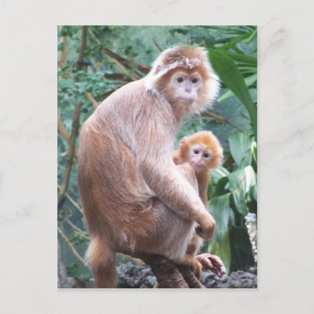 Carte Postale Langur Monkey Mother & Baby (Devant)
