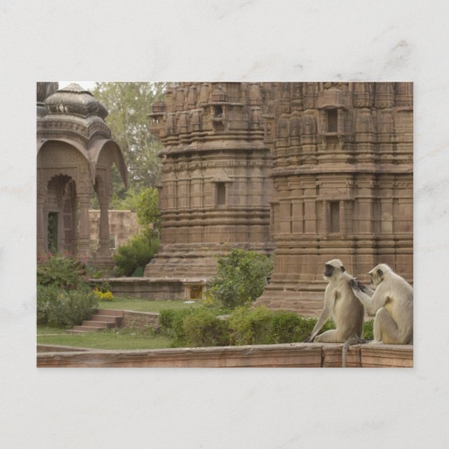 Carte Postale Langurs d'Hanuman ou langurs à face noire, communs (Devant)