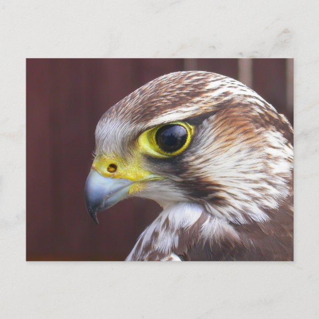 Carte Postale Lanner Falcon (Devant)
