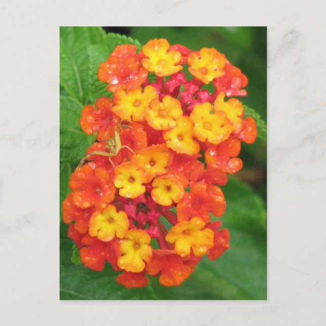 Carte Postale Lantana orange-rouge (Devant)