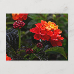 Carte postale Lantana rampant orange rouge #1-2