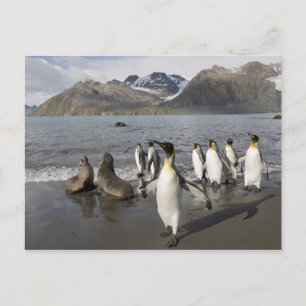Carte Postale L'Antarctique, île du sud de la Géorgie (R-U),