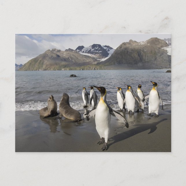 Carte Postale L'Antarctique, île du sud de la Géorgie (R-U), (Devant)