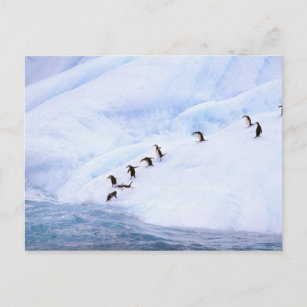 Carte Postale L'Antarctique, péninsule antarctique. Jugulaire