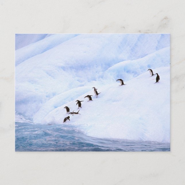 Carte Postale L'Antarctique, péninsule antarctique. Jugulaire (Devant)
