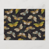 Lanternflies - Pyrops Candelaria & autres Planthop