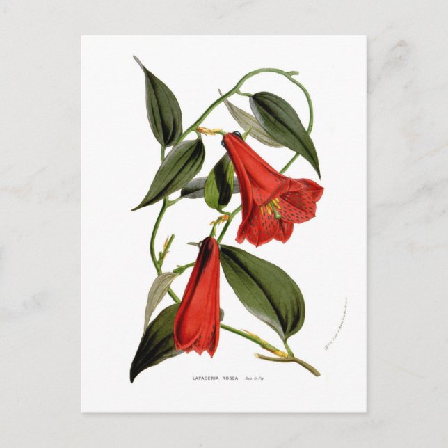 Carte Postale Lapageria rosea (Devant)