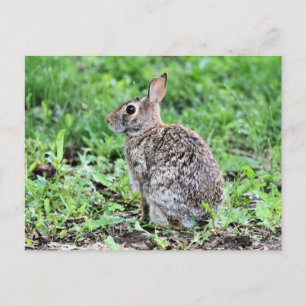 Carte Postale Lapin