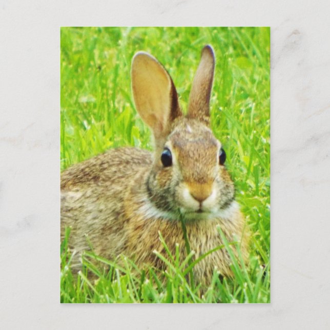 Carte Postale lapin (Devant)