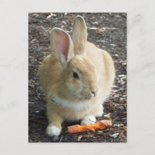 Carte Postale Lapin