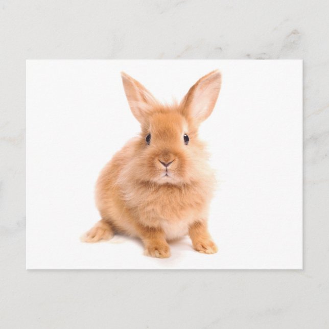 Carte Postale Lapin (Devant)