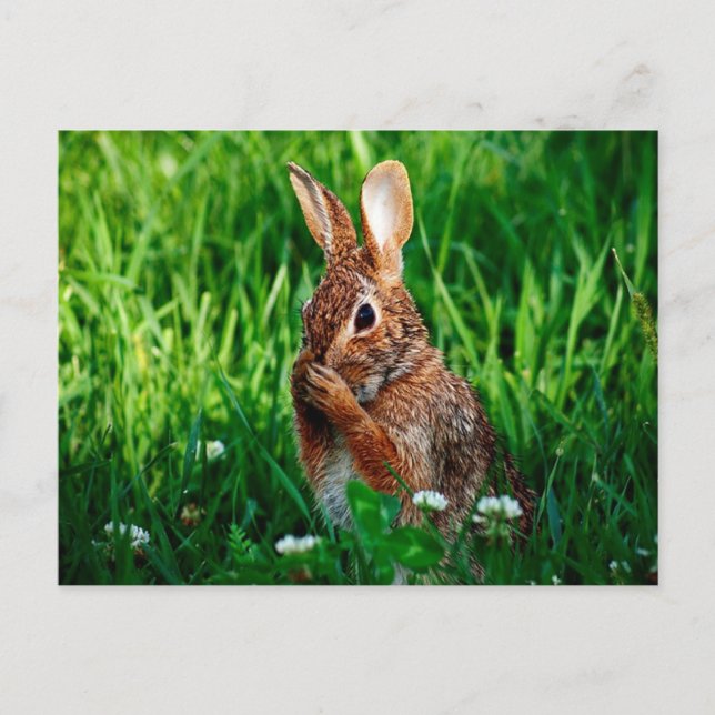 Carte Postale Lapin (Devant)