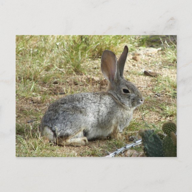 Carte Postale Lapin (Devant)