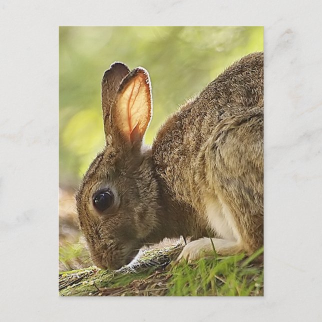 Carte Postale Lapin (Devant)