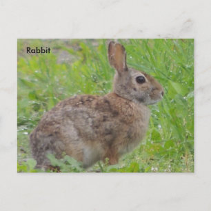 Carte Postale Lapin (A)