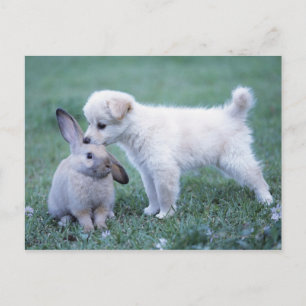 Carte Postale Lapin à oreille de marionnette et de lop sur la pe