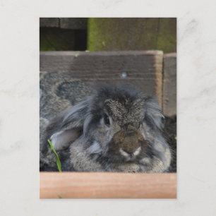 Carte Postale Lapin à oreilles de lop