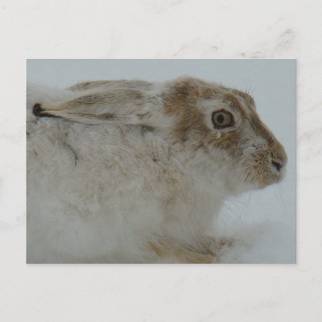 Carte Postale Lapin à pattes blanches tête coupée R11 (Devant)
