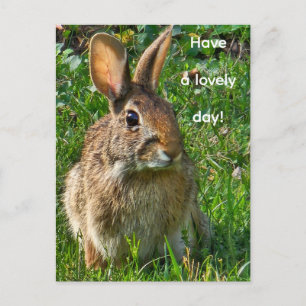 Carte Postale Lapin à queue blanche de l'Est