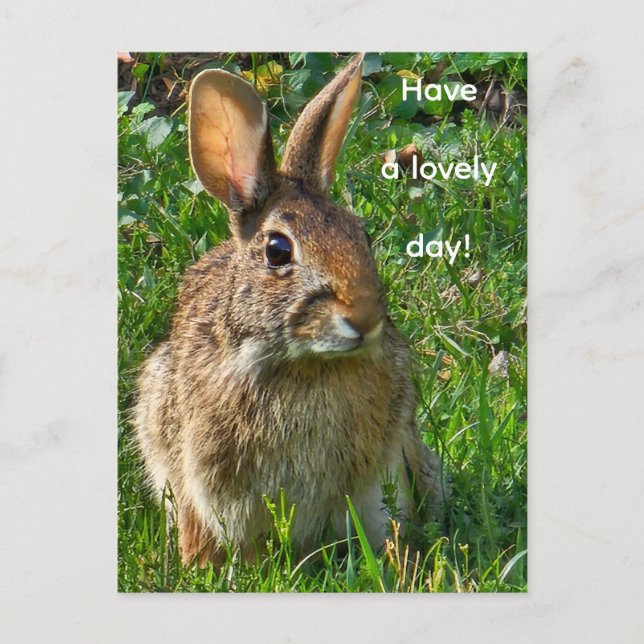Carte Postale Lapin à queue blanche de l'Est (Devant)