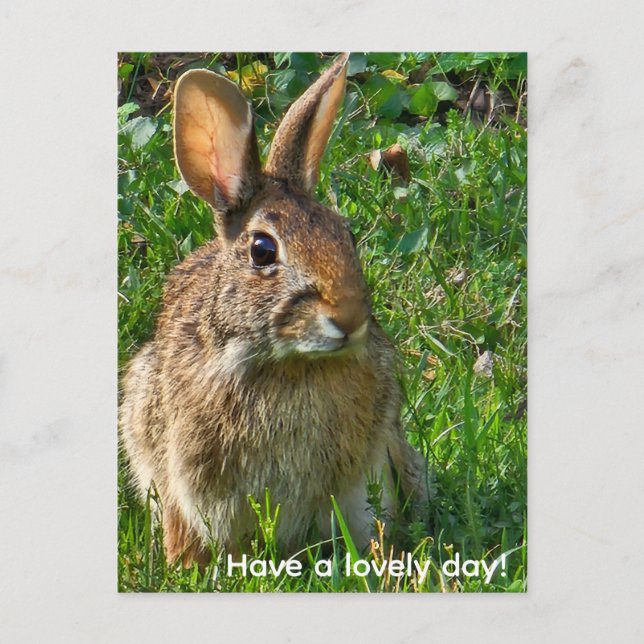 Carte Postale Lapin à queue blanche de l'Est (Devant)