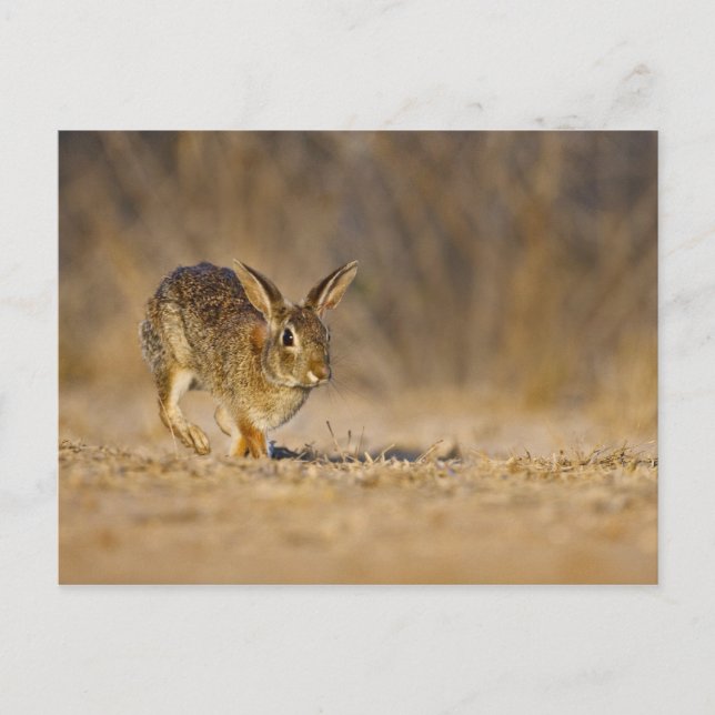 Carte Postale lapin à queue blanche de l'est sautant (Devant)