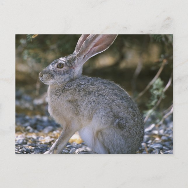 Carte Postale Lapin à queue noire (Devant)