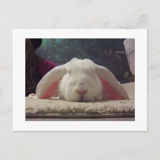Carte Postale Lapin aux oreilles roses