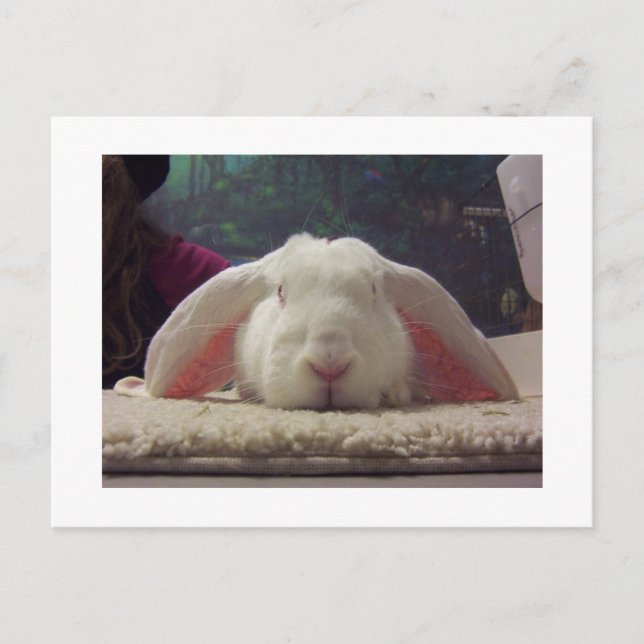 Carte Postale Lapin aux oreilles roses (Devant)