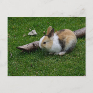 Carte Postale Lapin bébé doux
