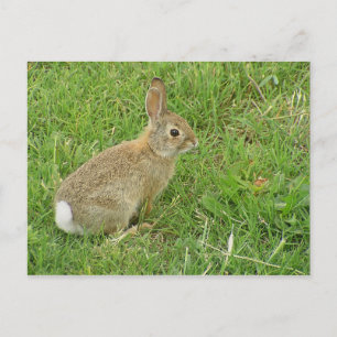 Carte Postale Lapin Bébé Sur La Pelouse