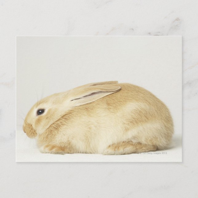 Carte Postale Lapin beige lapin sur arrière - plan blanc 4 (Devant)
