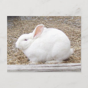 Carte postale lapin blanc