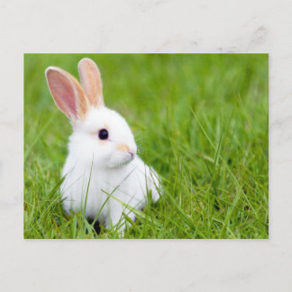 Carte Postale Lapin blanc
