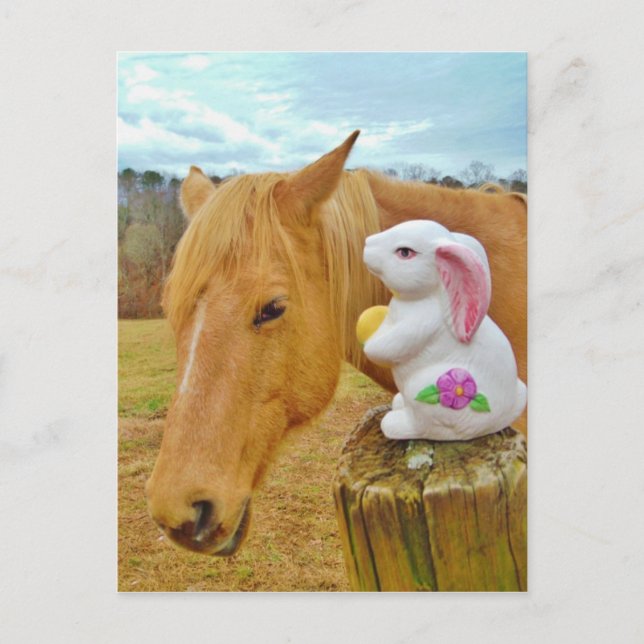 Carte Postale Lapin blanc et cheval jaune blond (Devant)