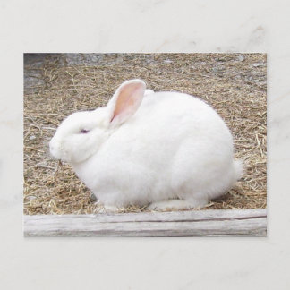 Carte Postale Lapin blanc mou