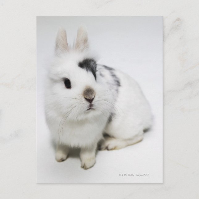 Carte Postale Lapin blanc, noir et brun (Devant)